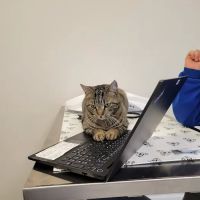 Hudson Veterinary Care ico