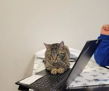 Hudson Veterinary Care