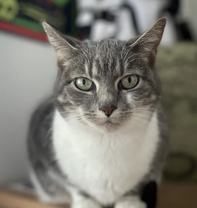 Hudson Veterinary Care 10