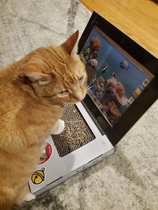 The Cat Doctor 2