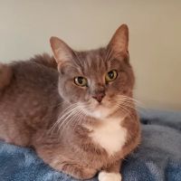 The Cat Doctor ico