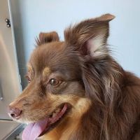 Lexington-Bedford Veterinary Hospital ico