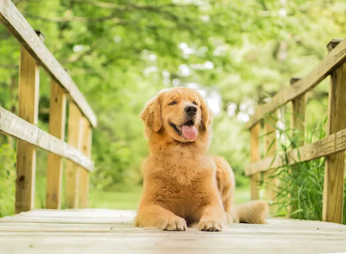 Billerica Veterinary Hospital 2