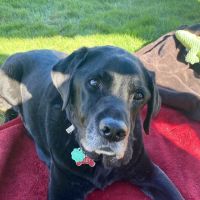 Billerica Veterinary Hospital ico