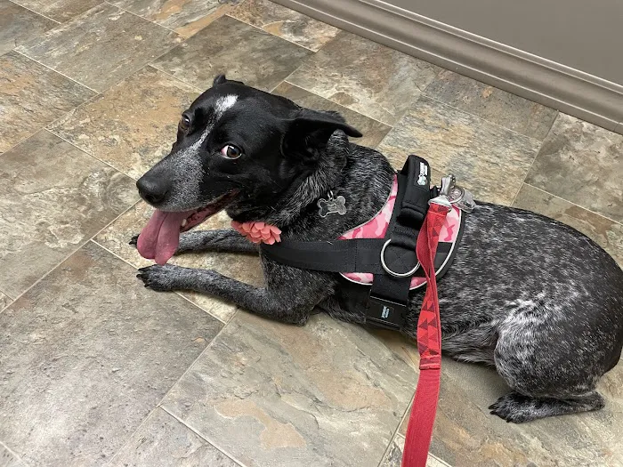 Norton Animal Hospital 2