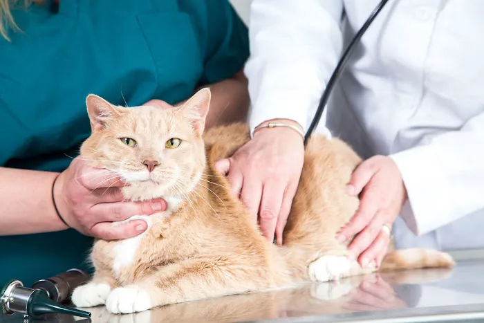 Veterinary Services of Westwood 7
