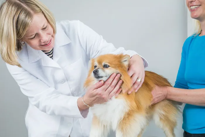 Veterinary Services of Westwood 10