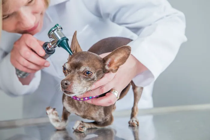 Veterinary Services of Westwood 9