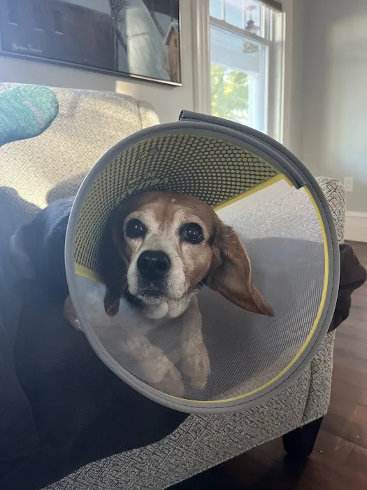 Veterinary Urgent Care Center - Dedham 5