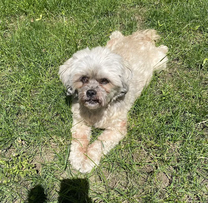 Veterinary Urgent Care Center - Dedham 9