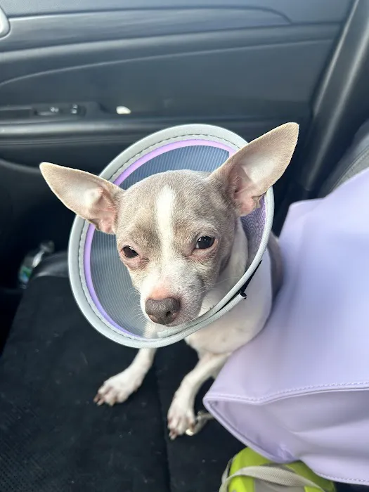 Veterinary Urgent Care Center - Dedham 7