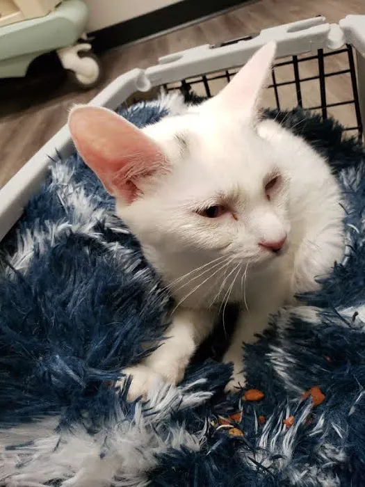Animed Pet Hospital 5