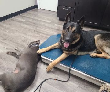 Animed Pet Hospital