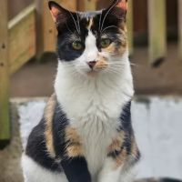 Banfield Pet Hospital ico