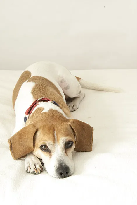 Chestnut Street Animal Hospital 4