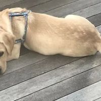 Chestnut Street Animal Hospital ico