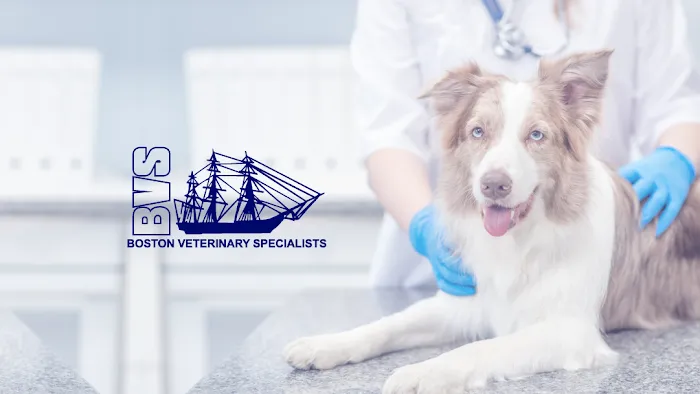 Boston Veterinary Specialists 4