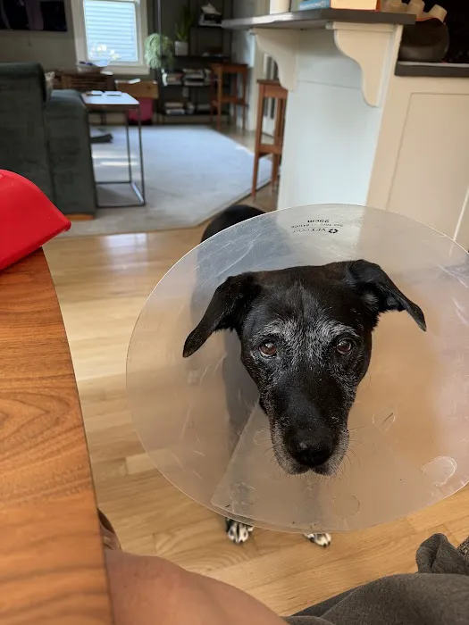 Boston Veterinary Specialists 1