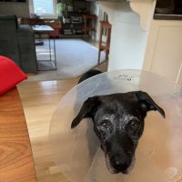 Boston Veterinary Specialists ico