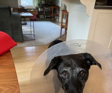 Boston Veterinary Specialists