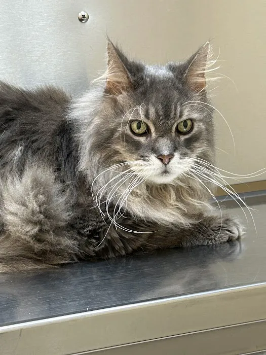 Dr. Wolf's Animal Medical Center 4