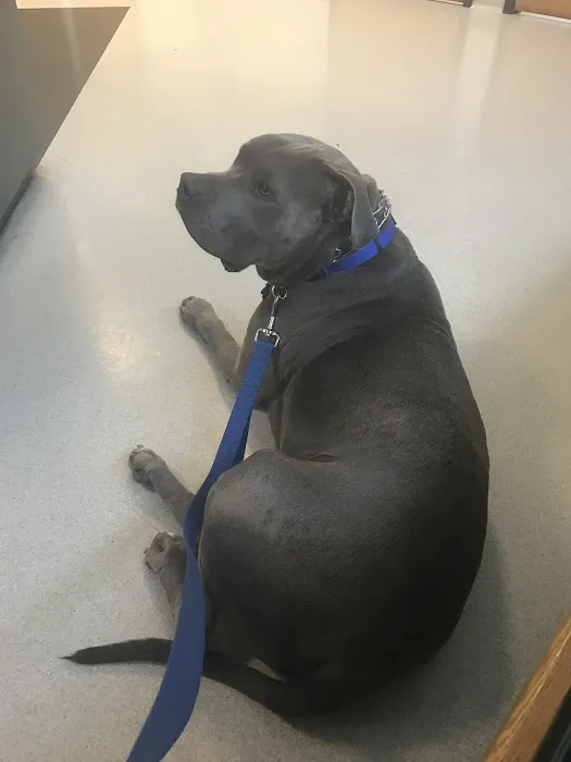 Canton Veterinary Hospital 3