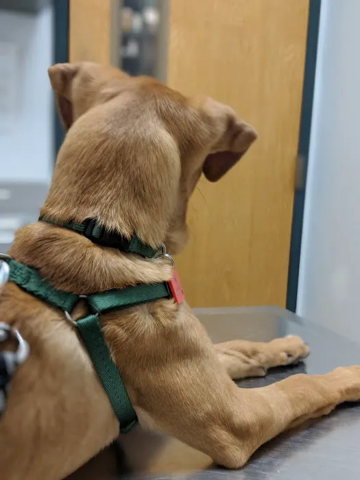 Canton Veterinary Hospital 7