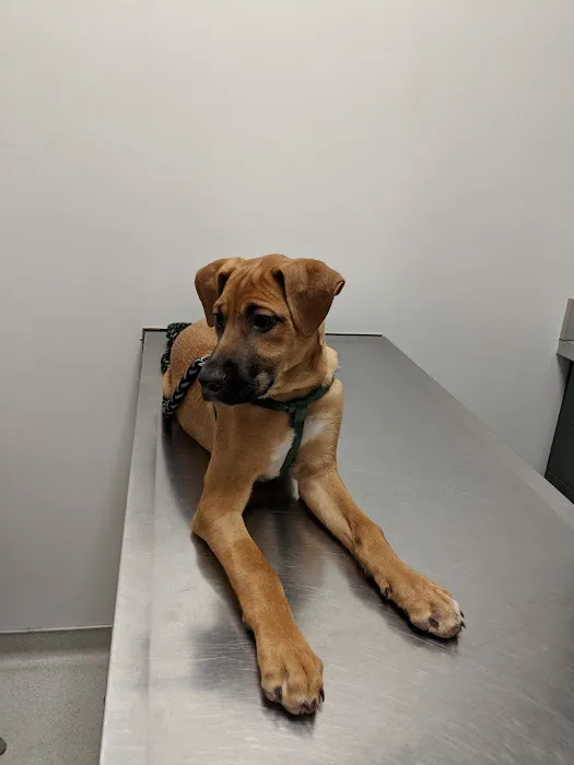 Canton Veterinary Hospital 4