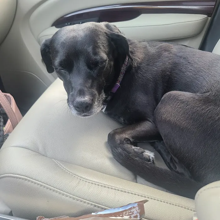 Canton Veterinary Hospital 10