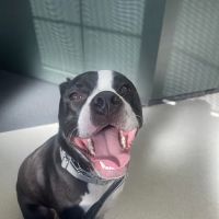 Canton Veterinary Hospital ico