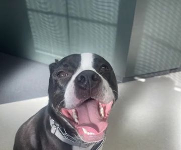 Canton Veterinary Hospital