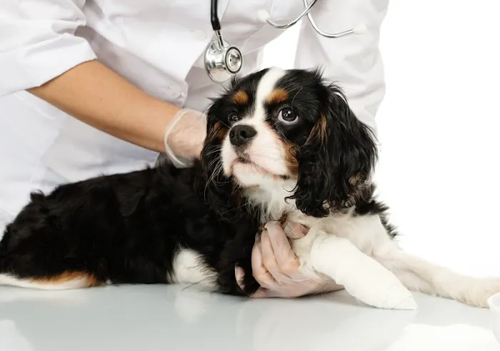 Mansfield Veterinary Health Center 3
