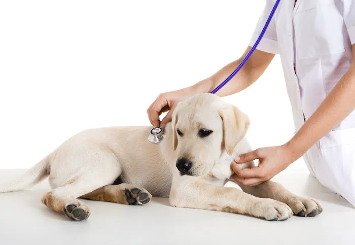 Mansfield Veterinary Health Center 5