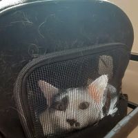 Mansfield Veterinary Health Center ico