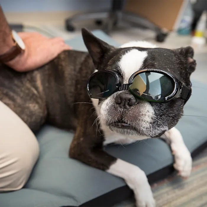 Boston Veterinary Clinic 5