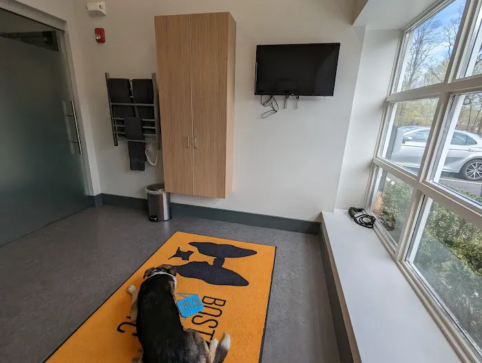 Boston Veterinary Clinic 4