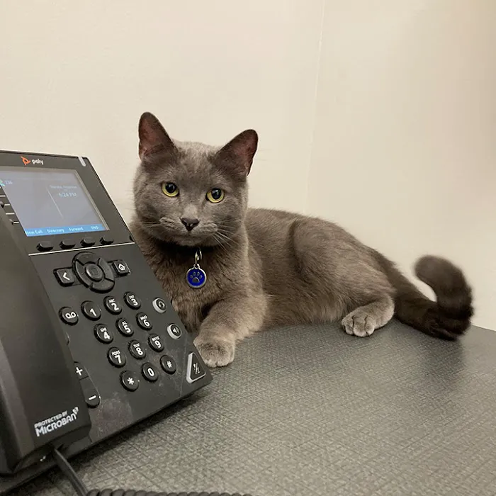 Boston Veterinary Clinic 3