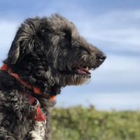 Highland Animal Hospital ico