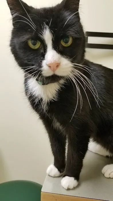 Mattapoisett Animal Hospital 1