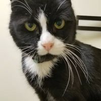 Mattapoisett Animal Hospital ico