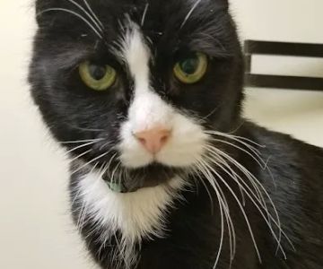 Mattapoisett Animal Hospital