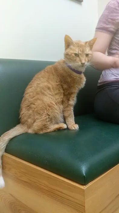 Mattapoisett Animal Hospital 3
