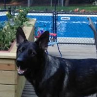 Dighton Veterinary Hospital ico