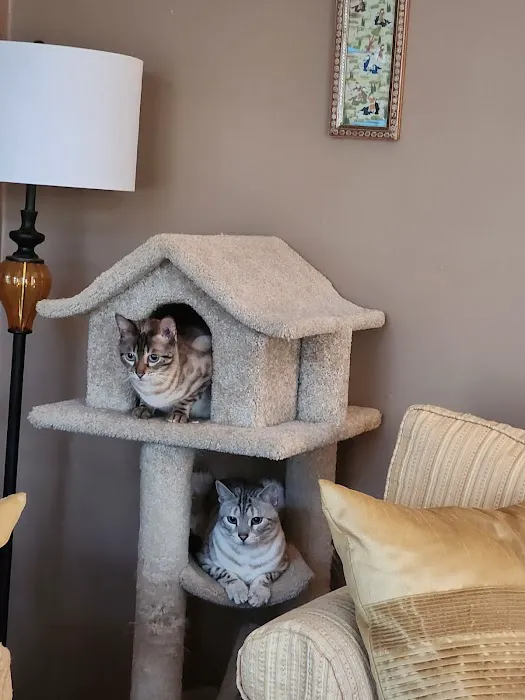Taunton Cat Hospital 8