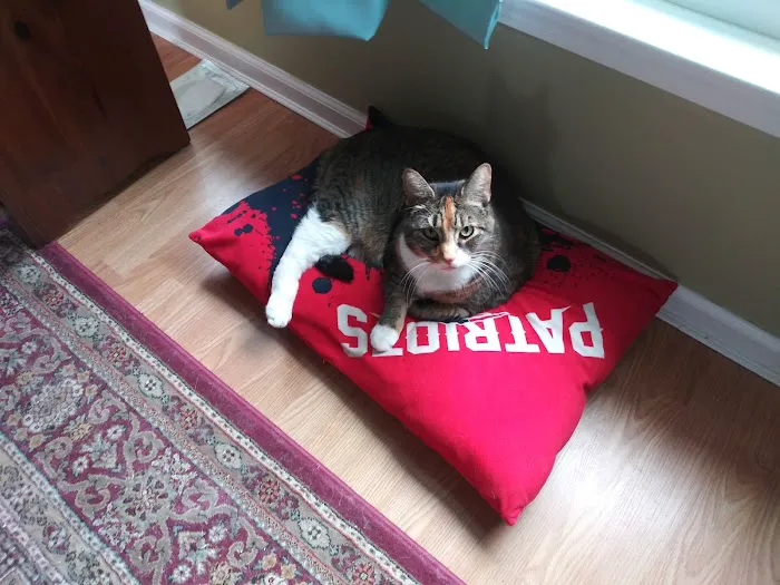 Taunton Cat Hospital 1