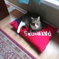 Taunton Cat Hospital ico
