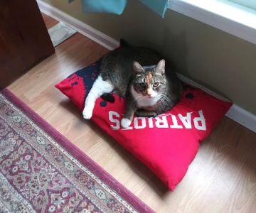 Taunton Cat Hospital