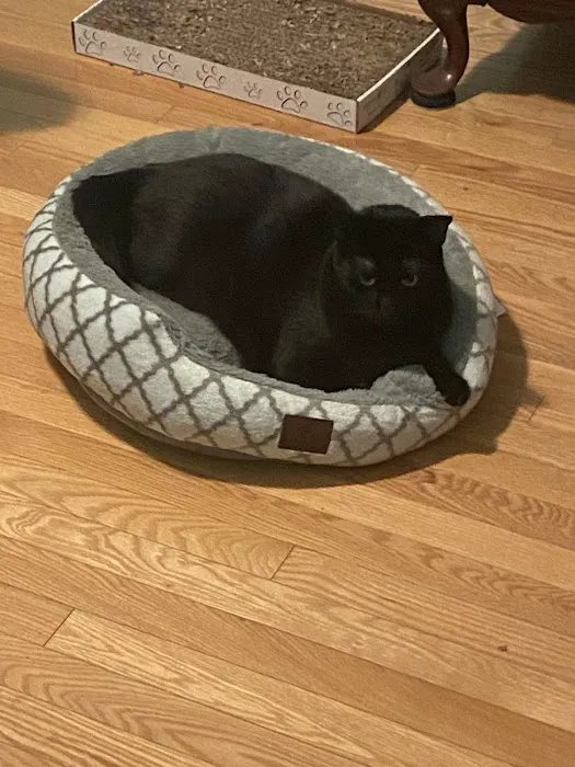 Taunton Cat Hospital 4