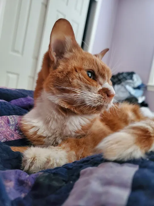 Taunton Cat Hospital 7
