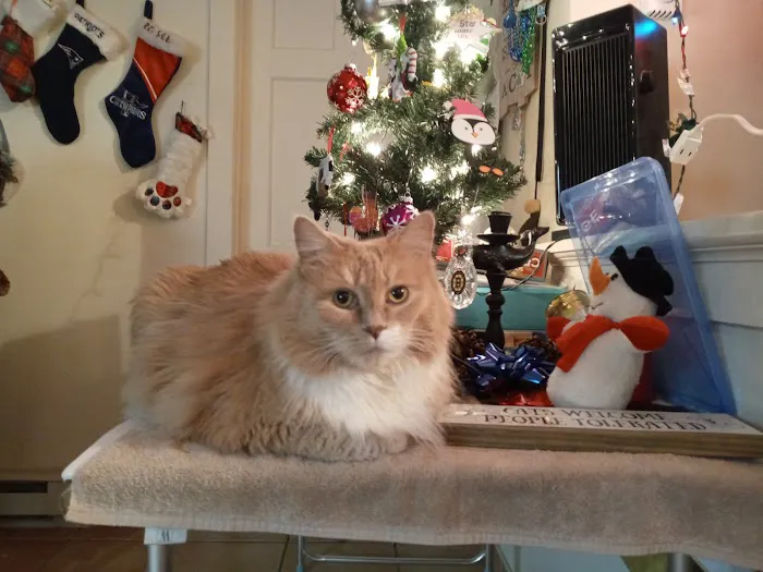 Taunton Cat Hospital 2